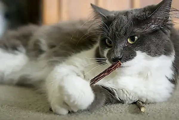 Кошачья боль, которую легко не заметить — фото 2