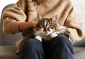 Как приучить кота к ошейнику: пошаговый план и нюансы