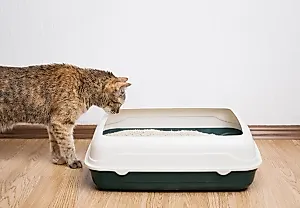 Сколько наполнителя нужно положить в кошачий туалет?