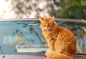 Ученые разобрались, почему рыжие коты оранжевые