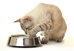 Сколько воды нужно коту в день?