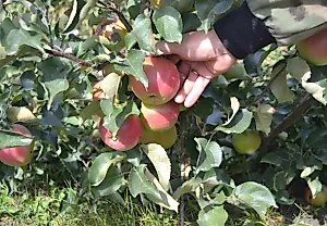 Как ухаживать за яблонями в июле: советы эксперта