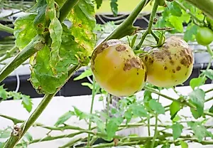 Вода и воздух. Пять ошибок ухода, из-за которых растения атакует фитофтора