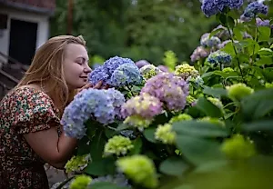 Как продлить и усилить цветение гортензии