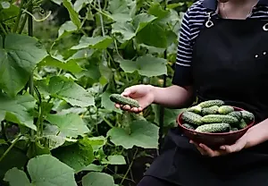 Будут до холодов! Как продлить плодоношение огурцов в грунте и теплице