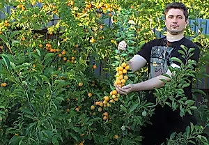 Урожайная альтернатива сливе: какие сорта алычи подходят для средней полосы