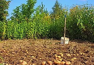 Последний звонок для дачи: кровавый календарь уходящей зелени