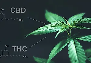 Исследование: THC и CBD по-разному влияют на мозг крыс