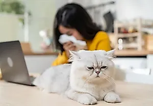 10 опасных болезней от кошек: что грозит человеку