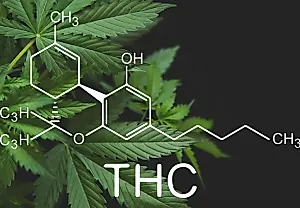 THC вносит хаос в мозг: как каннабис перестраивает мышление молодых