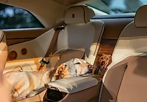 Rolls-Royce Spectre Bailey: люкс для собаки