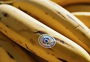 Google Nano Banana внедряется повсюду: фото, Видео, поиск