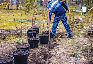 Новый дом для дерева: как и когда правильно пересаживать взрослое дерево