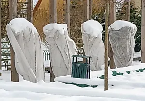 Выжить зимой: хвойные в опасности