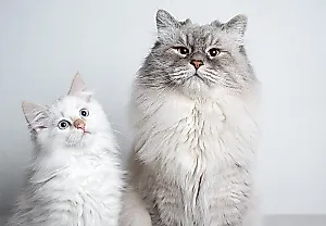 Секрет мирного знакомства: как подружить взрослого кота с котёнком