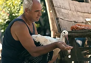 Триумф «Сказки о Сильяне» и катастроф в тропиках: итоги премии IDA