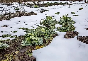 Капустные кочерыжки: секрет агронома от скуки и для урожая