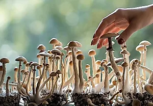 Псилобициновая революция или временная передышка для страдающих ОКР?
