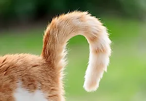 Почему у вашей кошки такой длинный хвост?