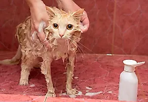 Можно ли использовать человеческий шампунь на кошках?