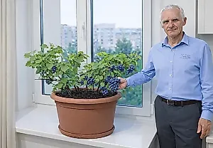 Лоза в горшке: как вырастить виноград дома и не сойти с ума