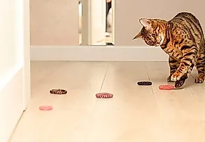 Почему коты жуют резинки?