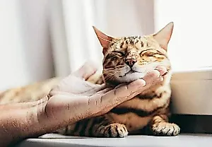 Почему некоторые кошки никогда не мурлычут (и это нормально)