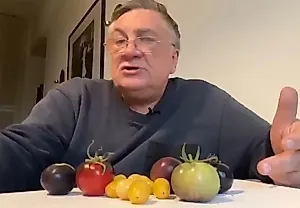 Какие помидоры выживут против фитофтороза: опыт от Туманова
