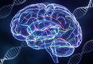Гены, мозг и возраст: странный треугольник интеллекта