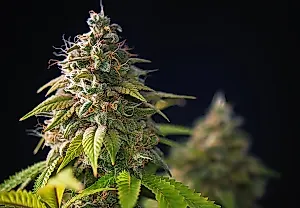 Холодный стресс и THC