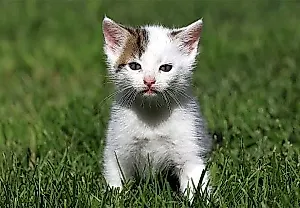 Школа выживания для котят