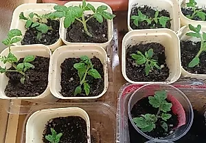 Ошибки с подкормкой рассады: дрожжи, кислота и куриный навоз