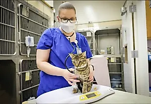 Коты и длинный Covid