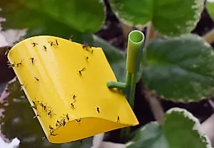 Откуда в рассаде заводятся мошки и как их унять