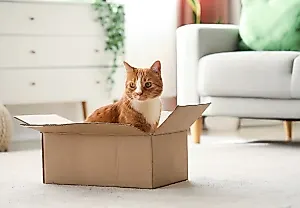 Таинственная любовь кошек к коробкам: 6 ветеринарных причин