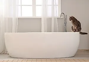 Нужны ли котам ванны