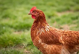 Запрещённый курятник