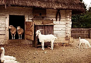 Козы, овцы и дачные мифы