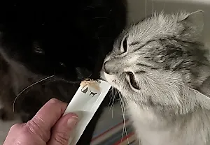 Научный разбор кошачьих лакомств