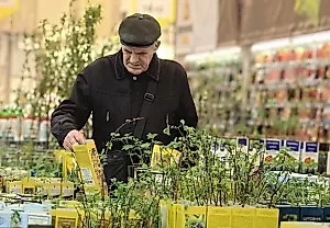 Секрет крепкой рассады: пенка и здравый смысл