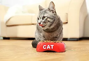 Почему кота рвёт после еды