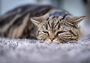 Почему коты уходят внезапно
