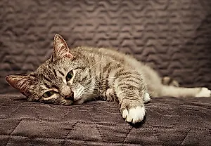 Почему кошки внезапно блюют (и что делать)