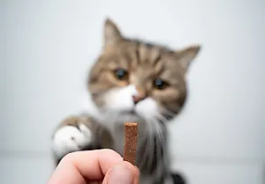 Как научить вашу кошку давать пять: пойдём в кошачью школу!