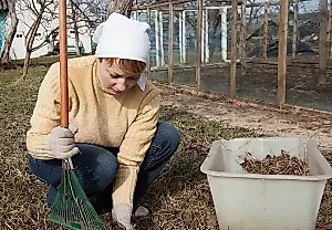 Мышиная лихорадка: дачный сезон без сюрпризов