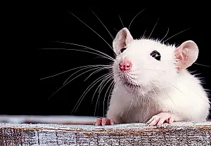 Химия, которая не прощает