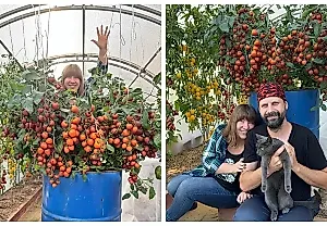 Томатное перерождение
