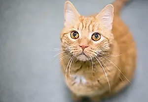 Рыжие коты: генетическая лотерея и характер