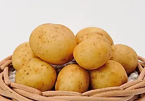 Картофельный апокалипсис: как не провалить дачный сезон