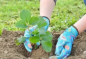 Что значат КСД, НСД, ДСД на саженцах клубники: дешифровка трёх букв и разбор лучших сортов сезона